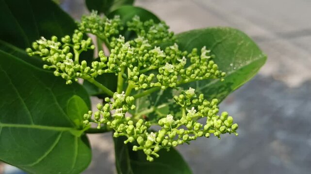 Delicate Premna serratifolia flowers blooming in clusters, showcasing tiny blossoms, natural details, and the botanical beauty of this tropical flowering plant.