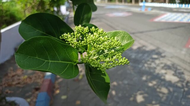 Delicate Premna serratifolia flowers blooming in clusters, showcasing tiny blossoms, natural details, and the botanical beauty of this tropical flowering plant.