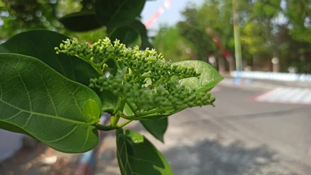 Delicate Premna serratifolia flowers blooming in clusters, showcasing tiny blossoms, natural details, and the botanical beauty of this tropical flowering plant.