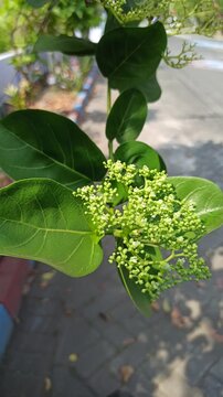 Delicate Premna serratifolia flowers blooming in clusters, showcasing tiny blossoms, natural details, and the botanical beauty of this tropical flowering plant.