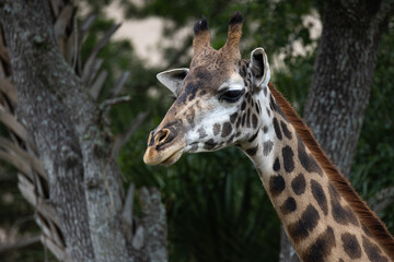 Giraffe (Giraffa camelopardalis) in Captivity — Profile Portrait of Tall African Mammal Amid Natural Trees and Foliage © Matthew Bydalek