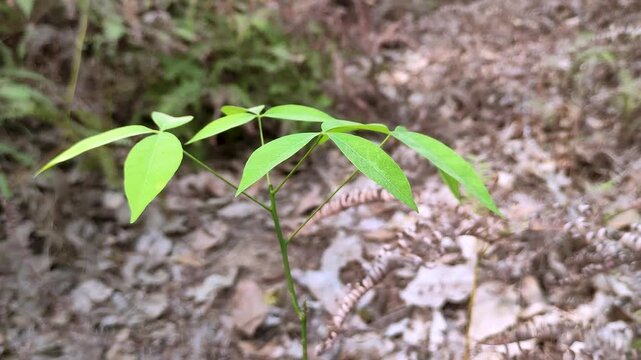 small green plant sapling growing among dry leaves in a natural forest environment for nature concept.