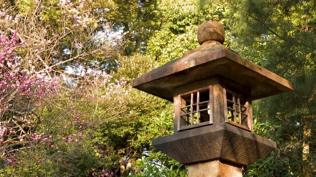 Stone japanese lantern in traditional garden with pink plum blossom during spring sunset.