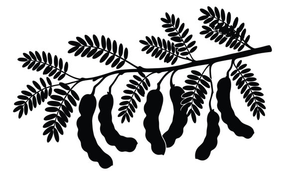 Tamarind branch with pods and leaves is a black silhouette