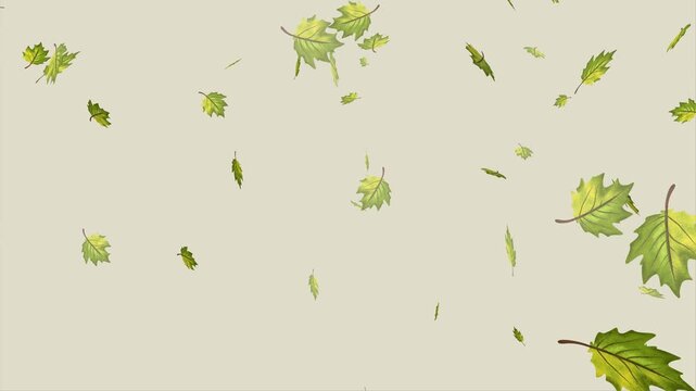 Autumn leaves falling and floating naturally against a soft beige background. 4k falling green leaf animation with alpha channel