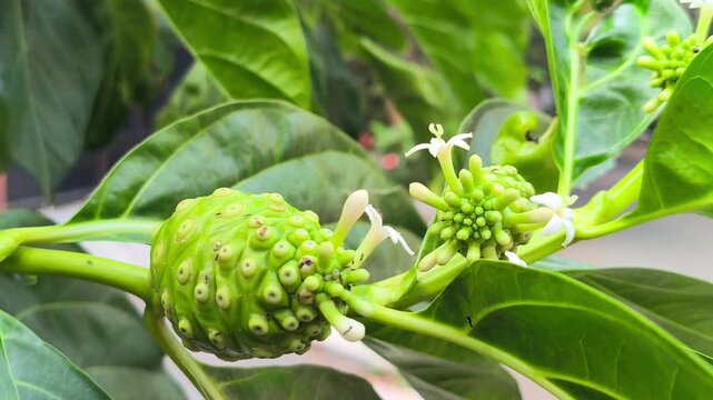 Green noni fruit morinda citrifolia growing with white flowers outdoors
