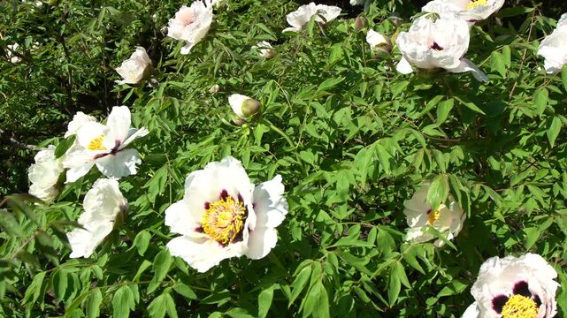 Peony white bud flower bloom. Floral petal. Tree Peonies Paeonia Rockii Flower in Summer Garden.
