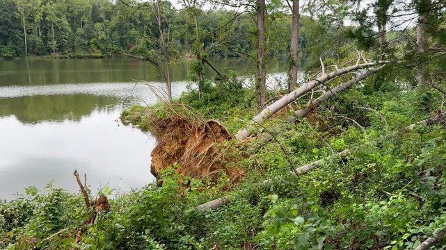 Panning view of a large uprooted tree with an exposed root ball lying along a lake shore, showing severe storm and wind damage in a dense forest environment.