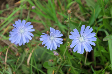 Delicate blue wild chicory flowers bloom brightly among dense green grass on a sunny summer day. Vivid petals showcase natural beauty and freshness in the field. © Олег Струс