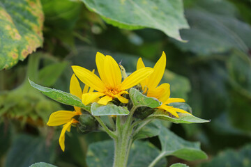 Bright yellow decorative sunflower blossoms close-up against a background of lush green leaves. Elegant inflorescences and natural petal textures emphasize the warm colors and sunny mood of a summer g © Олег Струс