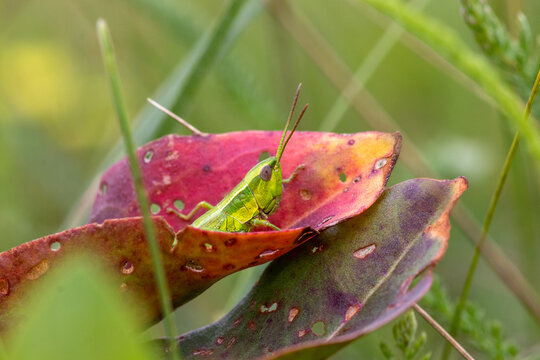 Nymph of gold grasshopper (Chrysochraon dispar) on a colorful autumn leaf