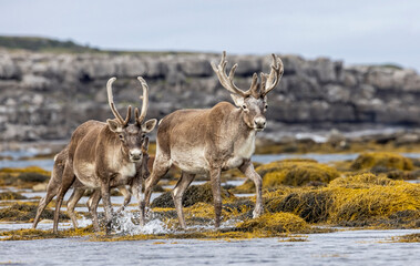 Woodland caribou crossing a bay in NL, Canada.  © Brittany