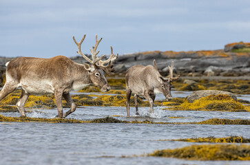 Woodland caribou crossing a bay in NL, Canada.  © Brittany