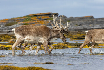 Woodland caribou crossing a bay in NL, Canada.  © Brittany