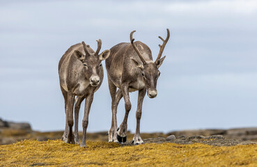 Woodland caribou in NL, Canada.  © Brittany