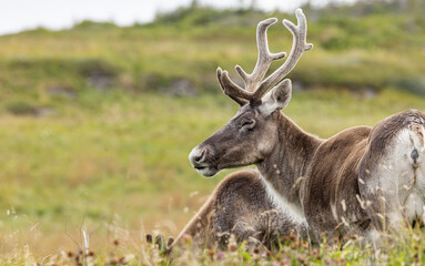 Woodland caribou in NL, Canada.  © Brittany