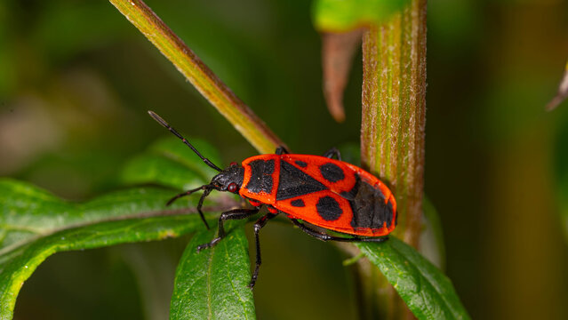 Bio Diversity - Pyrrhocoris apterus - Firebug resting on green leaf