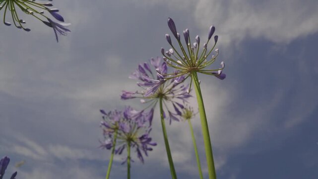 African Lillies blowing in the wind against a blue sky on a sunny June day in Newquay, Cornwall, England.