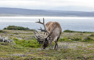 Bull woodland caribou, NL, Canada.  © Brittany