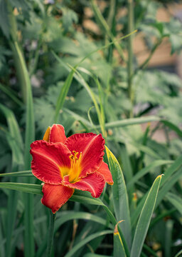 Red orange daylily flower blooming in summer garden
