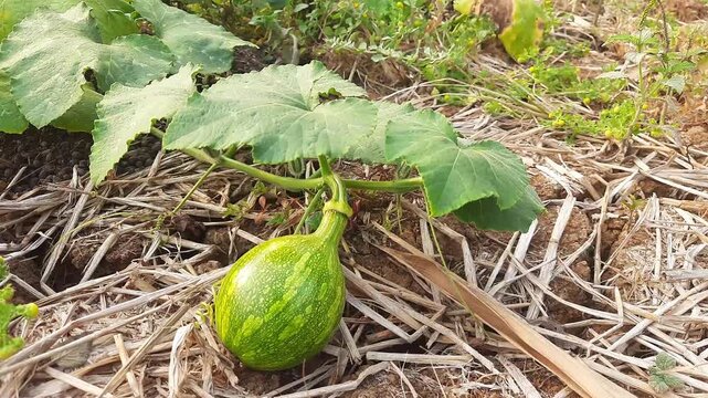 Small green pumpkin grows steadily in a dry organic garden patch during summer season in this detailed nature video footage.