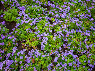 Obraz premium Dense flowering bed of blue and purple floss flowers (Ageratum houstonianum), creating colorful ornamental groundcover for garden design, landscaping and decorative planting.