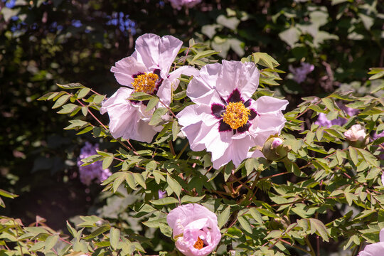 Peony bud Bloom White Tree Peonies Bush garden with Pink petal Flowers nature
