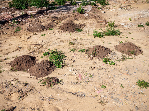 Fresh molehills on dry sandy ground during drought, showing mole activity despite hard, moisture-depleted soil and challenging summer conditions.