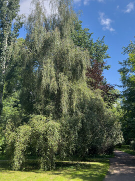 Weeping birch Betula pendula growing in a green urban park