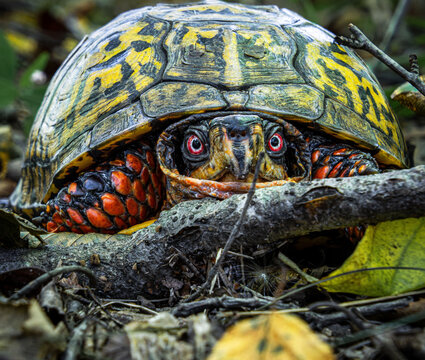 eastern box turtle tortoise terrestrial face red white eyes carapace plastron closeup beak scales details front view