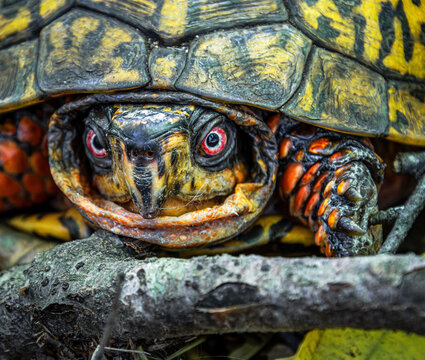eastern box turtle tortoise terrestrial face red white eyes fragment