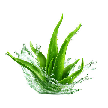 Fresh green aloe vera plant leaf with water splash effect