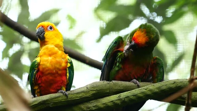 Two colorful parrots perched on branch, one preening feathers, other looks around