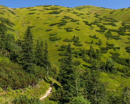 A green mountain slope covered with clumps of dwarf mountain pine and scattered spruces. Tatra National Park. Western Tatras. Zakopane. Poland.