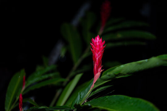 Night flowers and leaves, Pink, orange, and green flowers photographed at night.