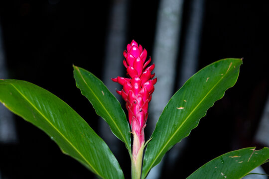 Night flowers and leaves, Pink, orange, and green flowers photographed at night.