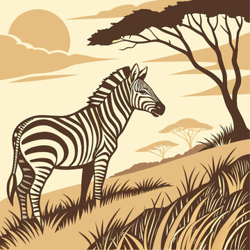 zebra in the wild