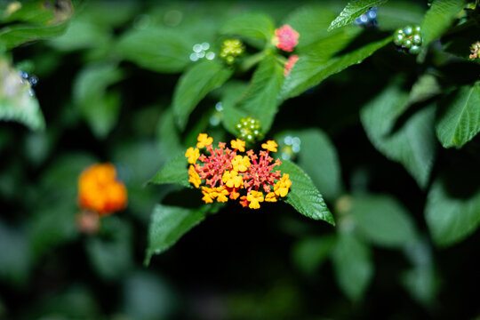 Night flowers and leaves, Pink, orange, and green flowers photographed at night.