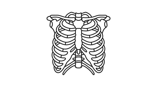 Elegant Black and White Line Drawing of Human Rib Cage and Sternum Anatomy for Medical Education