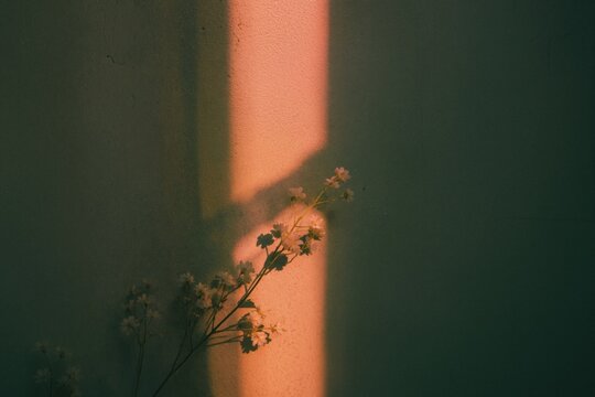 Delicate flowers in warm window light casting botanical shadows on a dark textured wall, atmospheric floral background