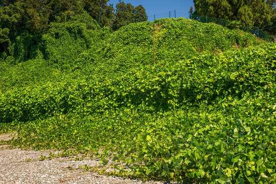 Lush green kudzu vine thicket overgrowing coastal hillside under bright summer sunlight. Landscape with invasive creeping plants.