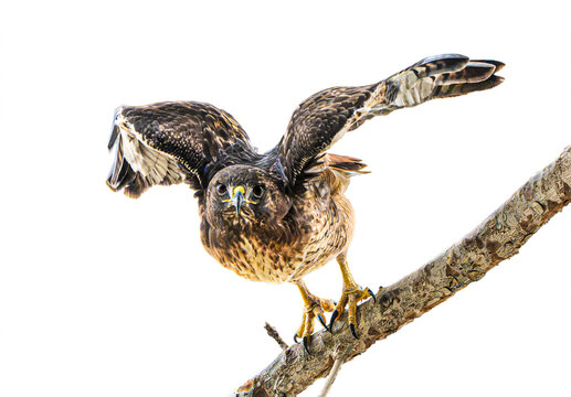 Red-tailed Hawk (Buteo jamaicensis) Photo, Taking Off, on a Isolated, Transparent PNG Background