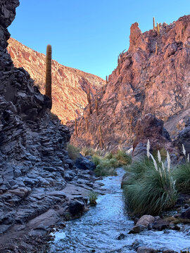 Slot Canyon Walls and Cardon Cactus Atacama Desert San Pedro de Atacama