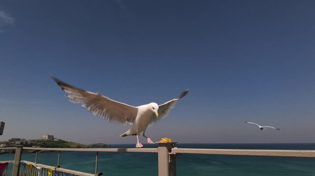 Slow motion Seagull flying in to steal some chips from a post on the clifftops of Newquay, Cornwall on a sunny June day.