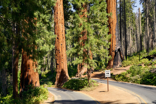 Strada asfaltata tra sequoie giganti