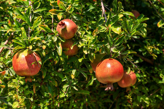 ripe pomegranate on tree branch