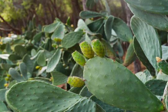 Prickly pear cactus closeup with green pads, sharp golden spines and with fruits in woodland forest. Lush opuntia plants in summer Italy in outdoor setting