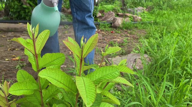 Spraying water mist on young guava plant leaves in garden. Agriculture and plant care concept