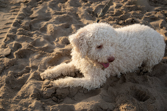 Cane di razza Lagotto Romagnolo dal pelo bianco e riccio sdraiato sulla sabbia della spiaggia al tramonto, ritratto di un cane da acqua con la lingua fuori in un momento di relax estivo