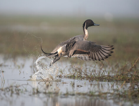 Northern pintail bird flying out of water in the wetlands with use of selective focus